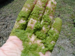 A Hand Holding Algae